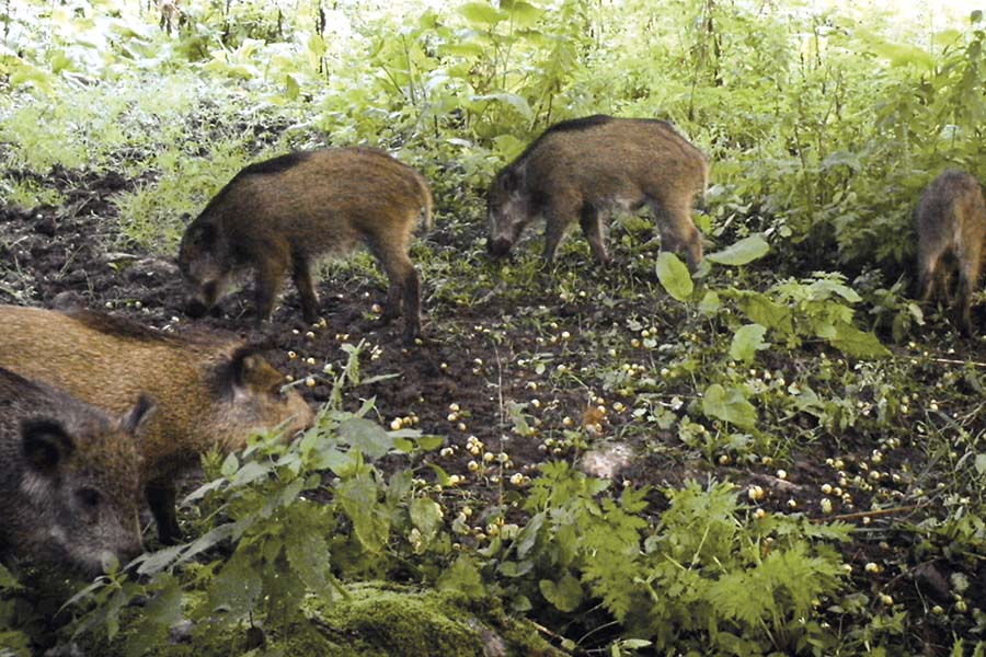 Кольцо кронштейна 26мм Standard BH 3мм сменная часть кронштейна (20-26-03-00) для тепловизора